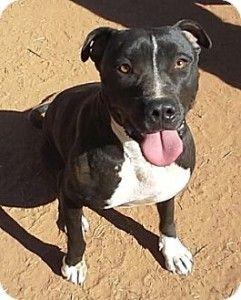 Pitbull Black and White Logo - PJ, male pit bull mix, 2 years old. Pet Angels Rescue