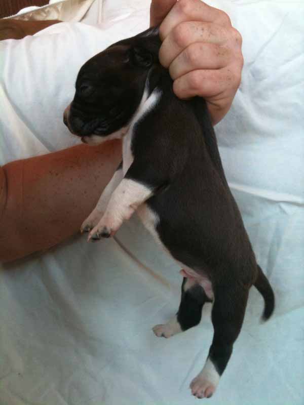 Pitbull Black and White Logo - PIT BULL PUPPIES FOR SALE Pit Bull Kennels