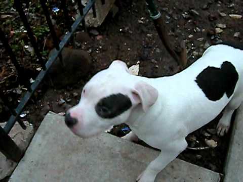 Pitbull Black and White Logo - VAN GOGH 5 MONTHS / PIT BULL PUPPY FOR SALE / WHITE WITH BLUE
