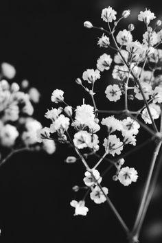 Flowers Black and White Logo - 167 Best Black and White Flowers images in 2019 | Black, white ...