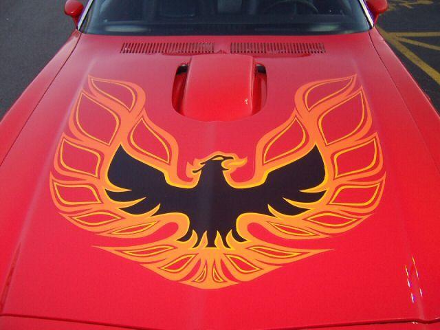 Orange Bird Black Car Logo - Hood Birds