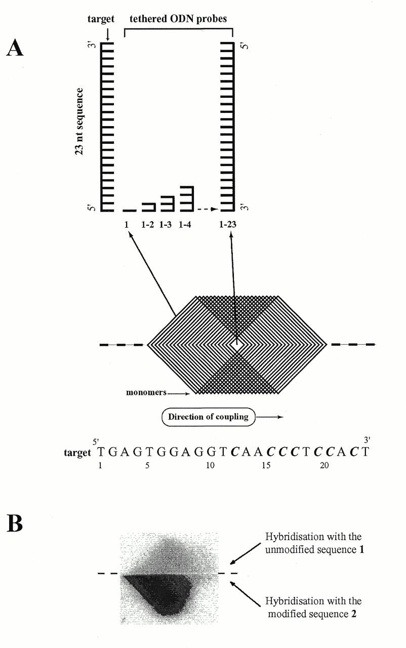 3 Over Lapping Diamonds Logo - Organisation of a scanning array. (A) A template of overlapping ...