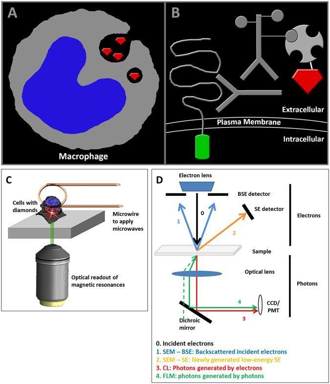 3 Over Lapping Diamonds Logo - Nanodiamonds as multi-purpose labels for microscopy | Scientific Reports