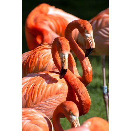 Green Red-Orange Zoo Logo - LAMINATED POSTER Green Flamingos Red Group Orange Zoo Swarm Bird ...