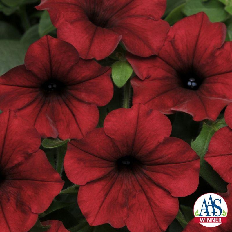 Tidal Wave Red Logo - Petunia Tidal Wave® Red Velour F1. All America Selections