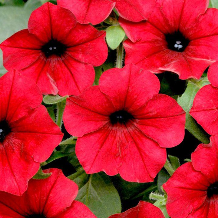 Tidal Wave Red Logo - Petunia Seeds - F1 Tidal Wave Red Velour - - Flower Seeds N to Q ...