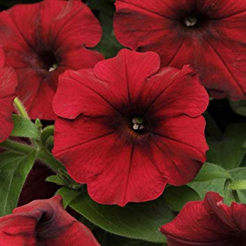 Tidal Wave Red Logo - Amazon.com : Tidal Wave Red Velour Petunia - 10 Pelleted Seeds ...