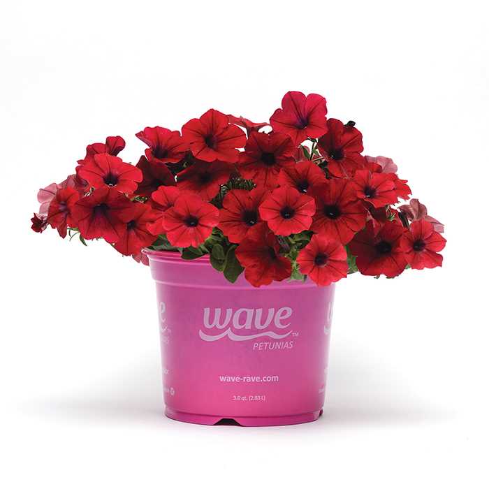 Tidal Wave Red Logo - Tidal Wave Red Velour Hybrid Petunia. Horticultural Products