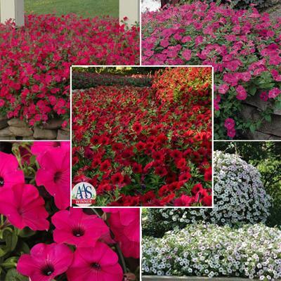 Tidal Wave Red Logo - Petunia Tidal Wave F1 Collection – Harris Seeds