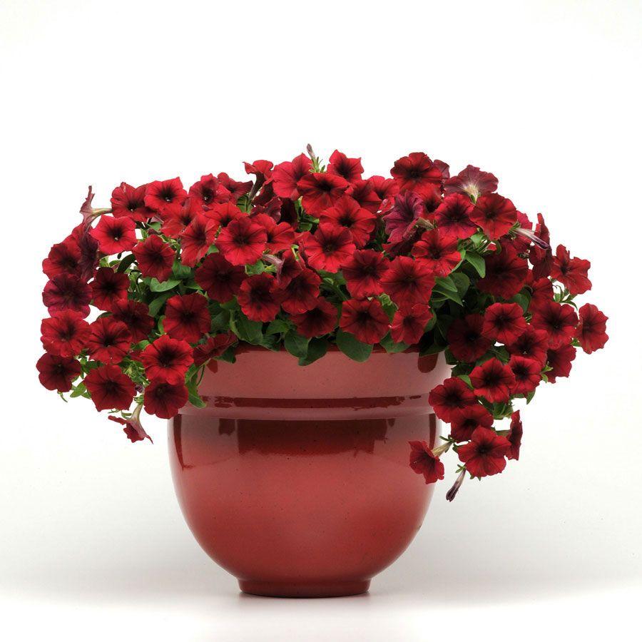 Tidal Wave Red Logo - Try Petunia Tidal Wave Red Velour - Official Blog of Park Seed
