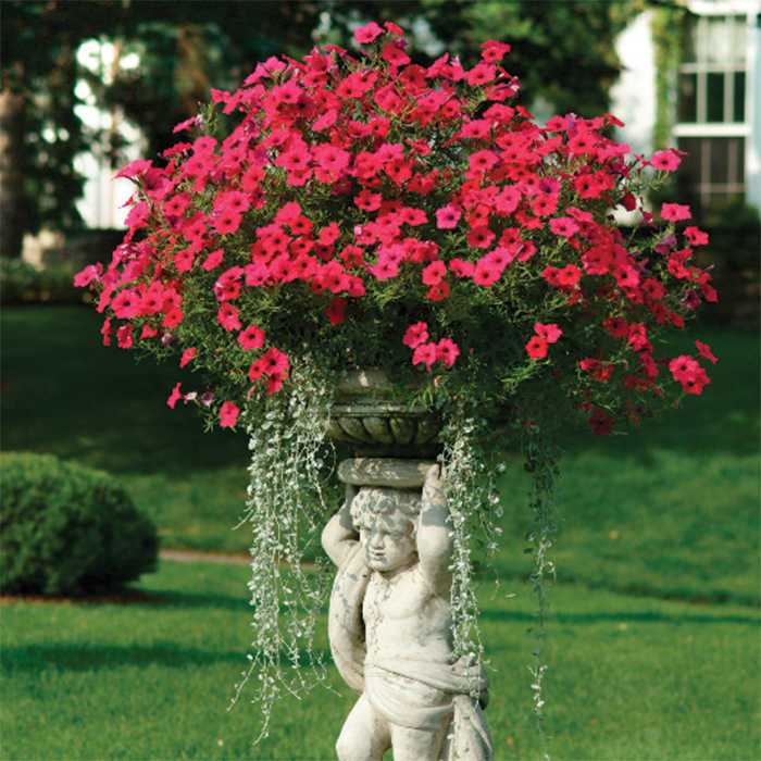Tidal Wave Red Logo - Tidal Wave Cherry Hybrid Petunia. Horticultural Products & Services