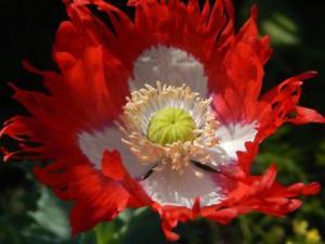 Red Heart with White Cross Logo - Papaver, Poppy Danish Flag Seeds Heart Stopper!Fringed Petals&Pure