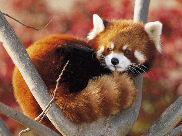 Red Firefox Logo - Red Panda Imitates the Firefox Logo