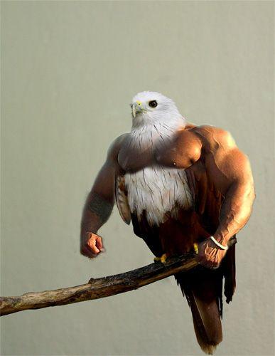 Buff Eagle Logo - Buff eagle