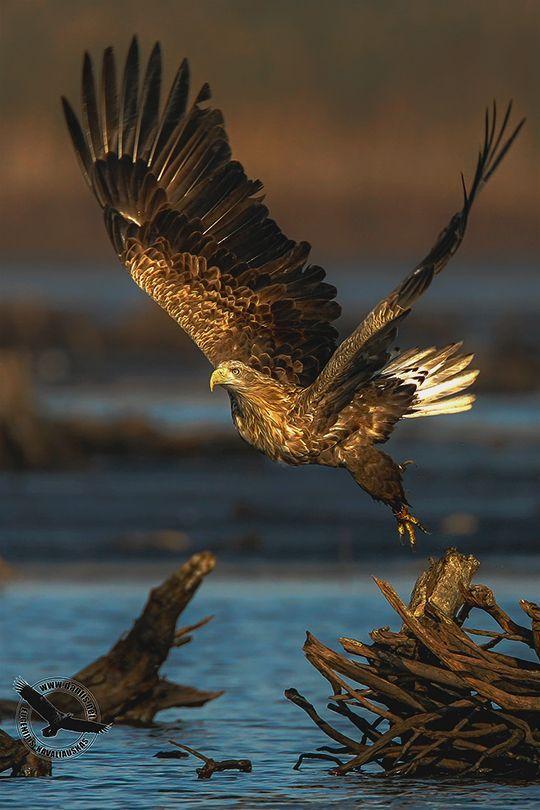 Buff Eagle Logo - A Hawk in flight displaying his beautiful plumage in shades