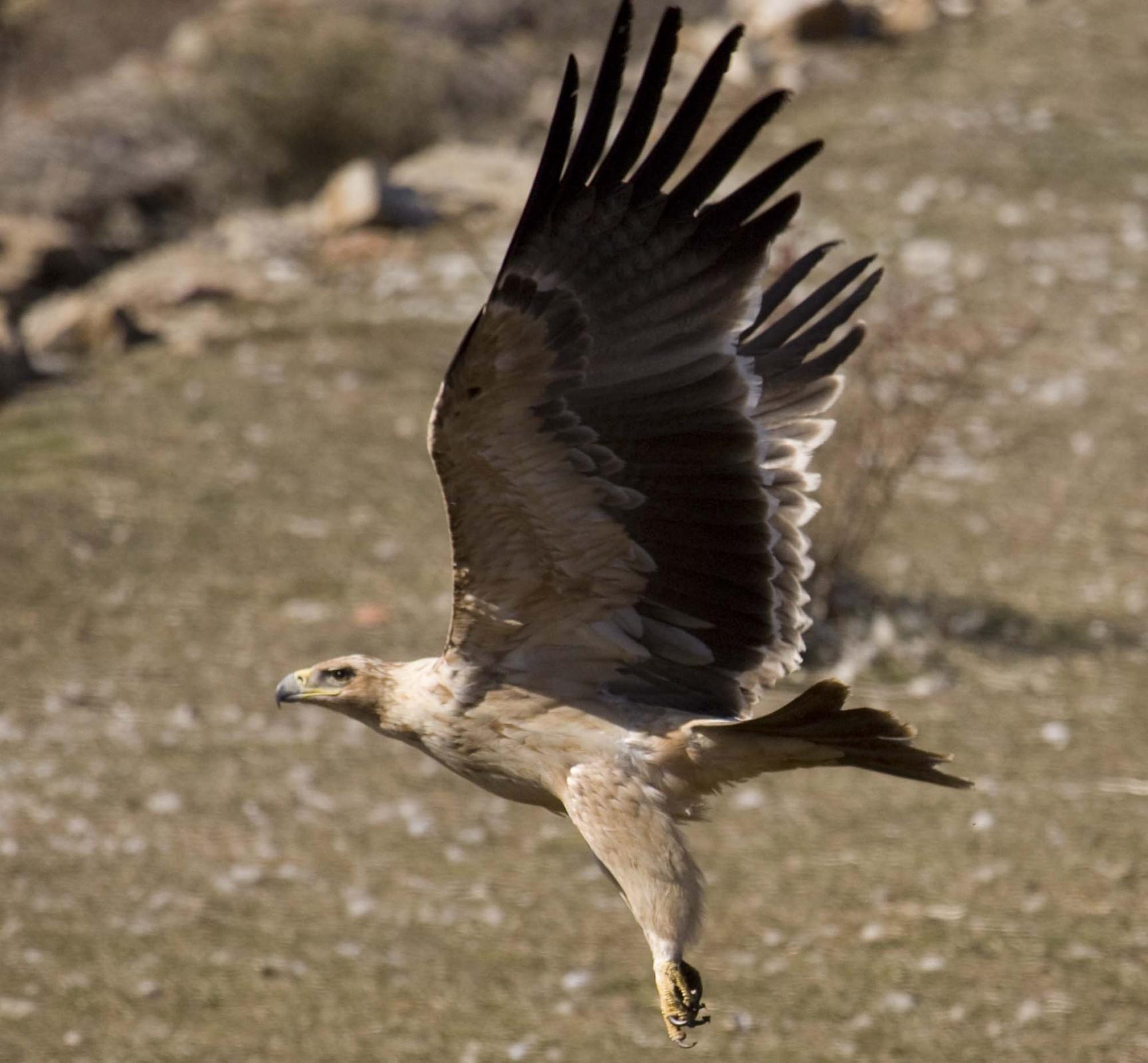 Buff Eagle Logo - Spanish Imperial Eagle (Aquila adalberti) Pale buff plumage on ...