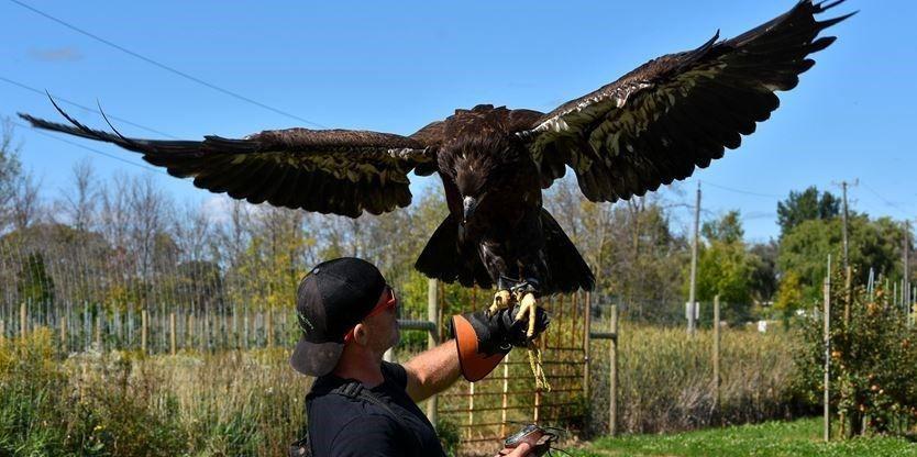 Buff Eagle Logo - He'll die': Bald eagle on the loose in Mississauga, owner desperate ...