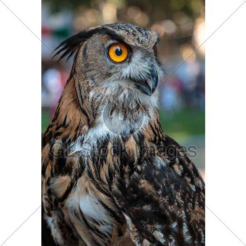 Buff Eagle Logo - Buff Eurasian Eagle Owl, Birds Theme · GL Stock Images