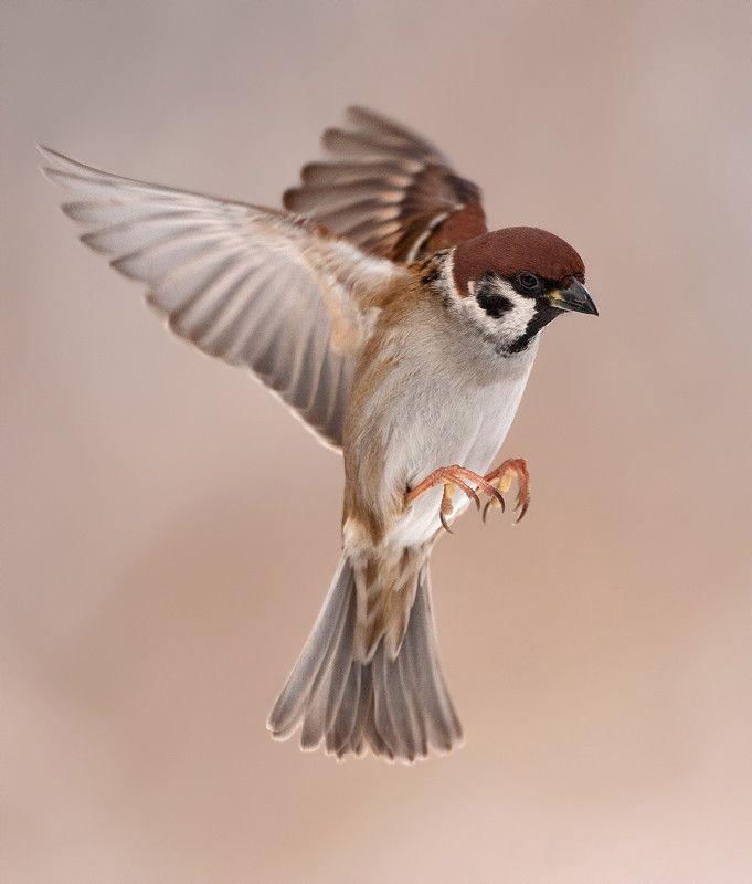 Flying Sparrow Logo - Flying Tree Sparrow by Henny Egdom van on 500px | birds | Pinterest