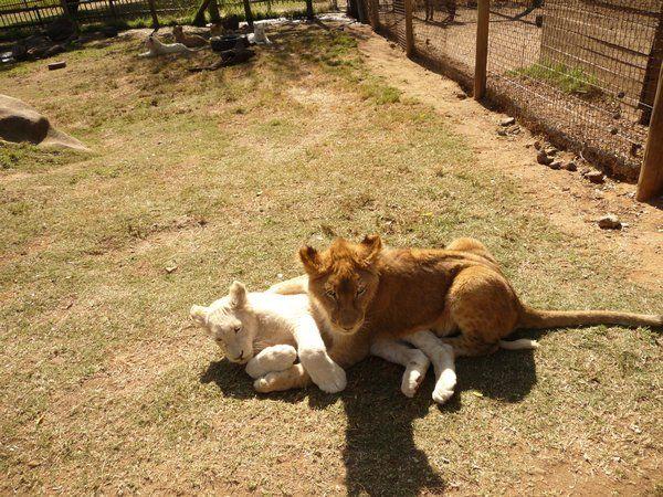 White and Orange Lion Logo - white lion vs. normal lion= cute | Photo