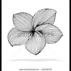 Plumeria Flower Logo - 196 Best Plumeria images in 2019 | Beautiful flowers, Hawaiian ...