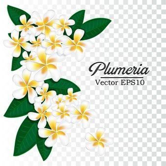 Plumeria Flower Logo - Plumeria Vectors, Photos and PSD files | Free Download