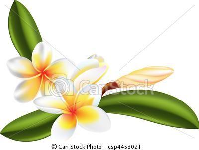 Plumeria Flower Logo - Vector - frangipani or plumeria flower - stock illustration, royalty ...
