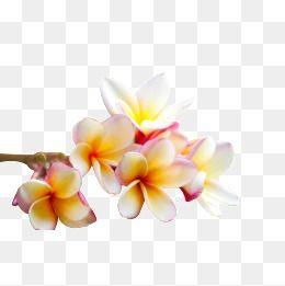 Plumeria Flower Logo - Plumeria Png, Vectors, PSD, and Clipart for Free Download