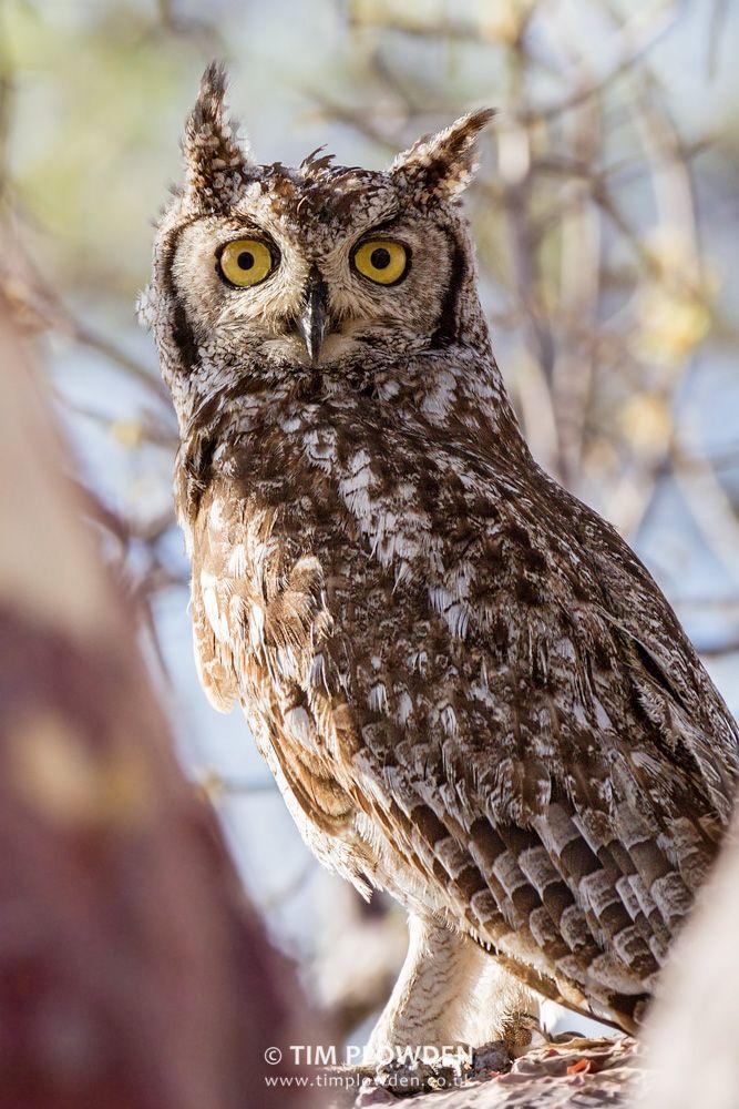 Travel Owl Eye Logo - Spotted Eagle-owl, Botswana By Tim Plowden #timplowdenphotography ...