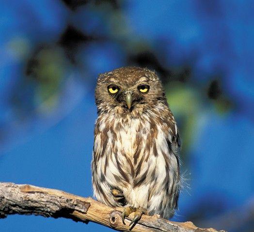 Travel Owl Eye Logo - Bird's-eye view - Pearlspotted owl - Travel News Namibia