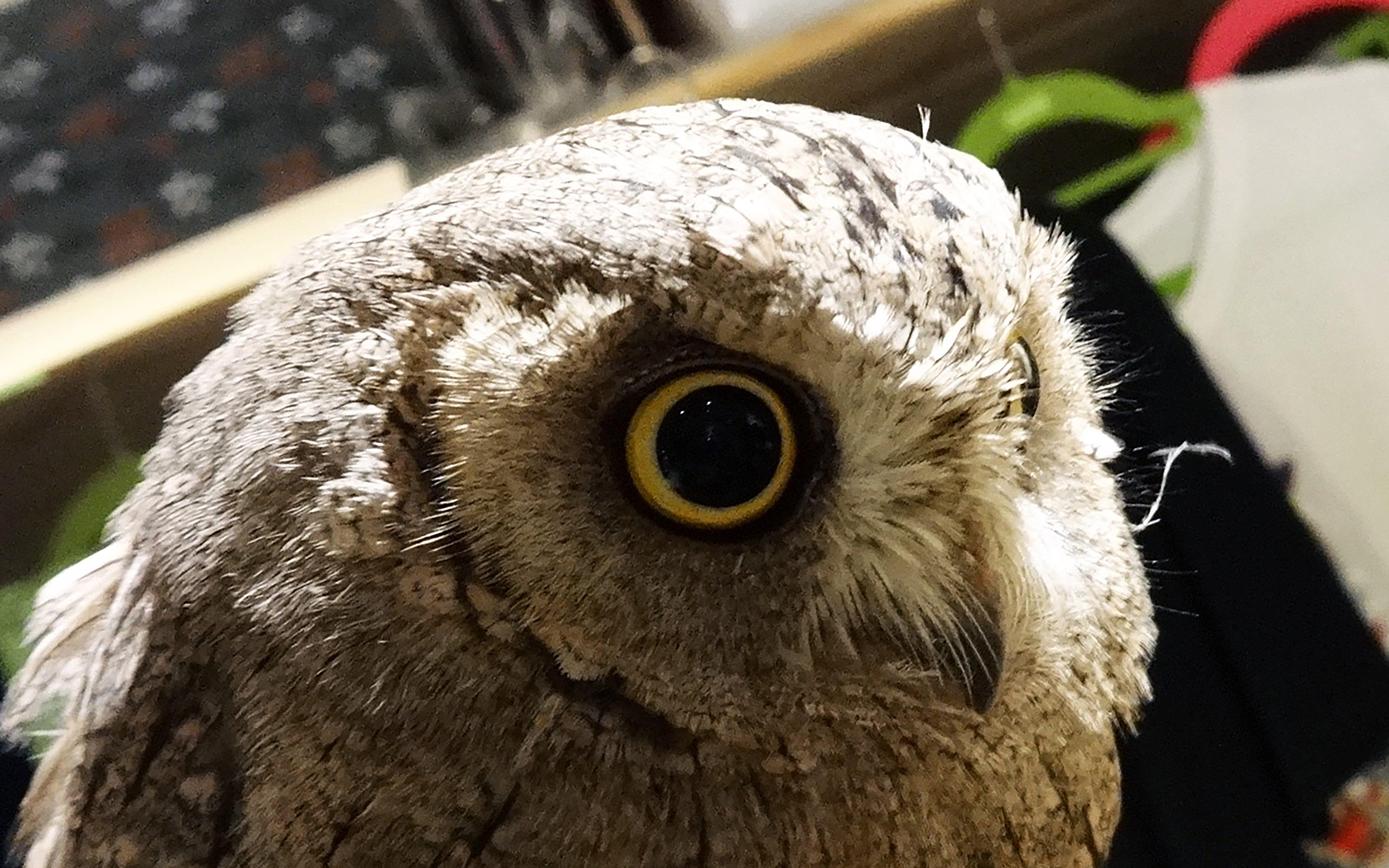 Travel Owl Eye Logo - Owl Cafe: Fukuro no Mise
