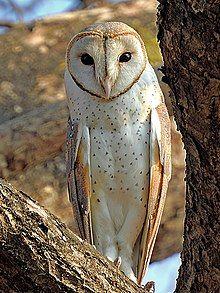 Travel Owl Eye Logo - Owl