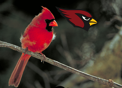 Arizona Cardinals Bird Logo - What Birds Are NFL Teams Named After?