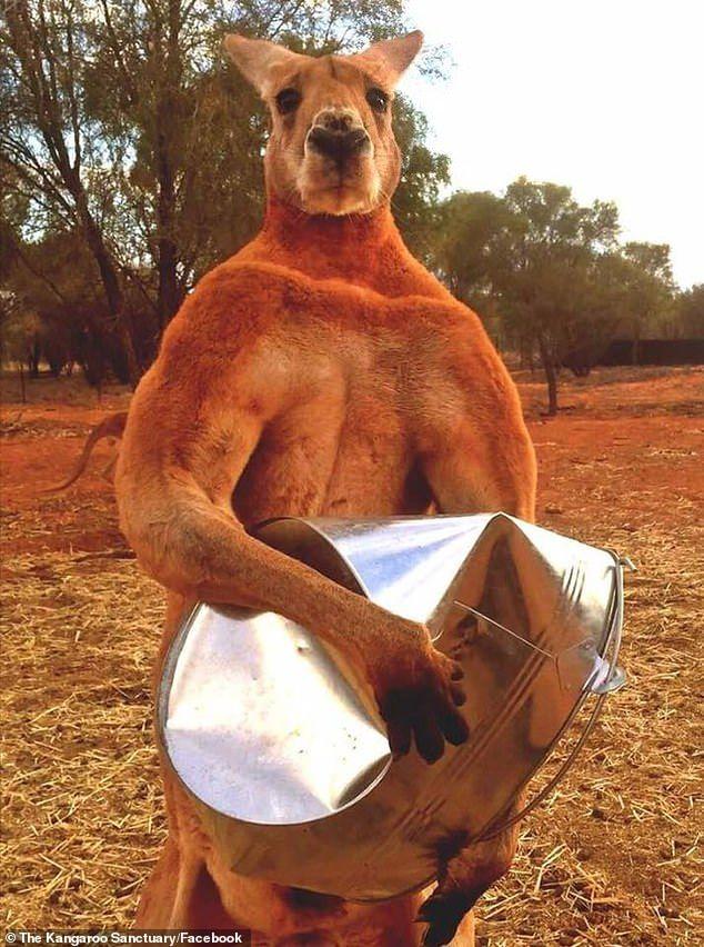 Kangaroo Red Circle Inside Logo - Roger the muscly kangaroo that took the internet by storm three ...