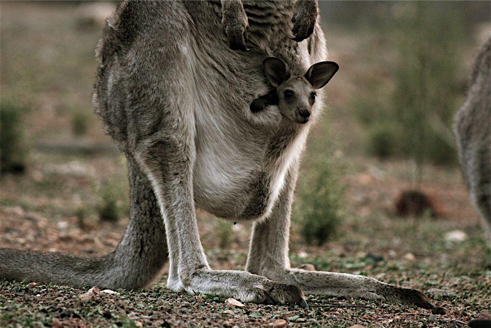 Kangaroo Red Circle Inside Logo - Kangaroos Are Baby Making Machines. Reproduction. Earth Touch News