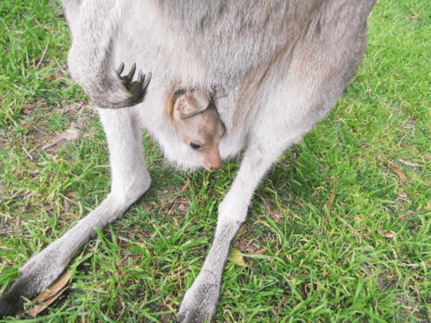Kangaroo Red Circle Inside Logo - Kangaroo gives birth to less than an inch size baby | The Star, Kenya
