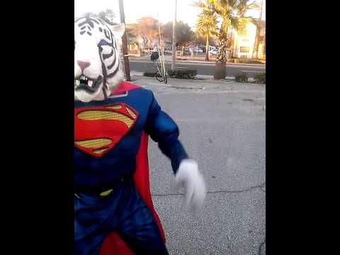 Tiger Superman Logo - Superman Tiger dancing in moreno valley - YouTube