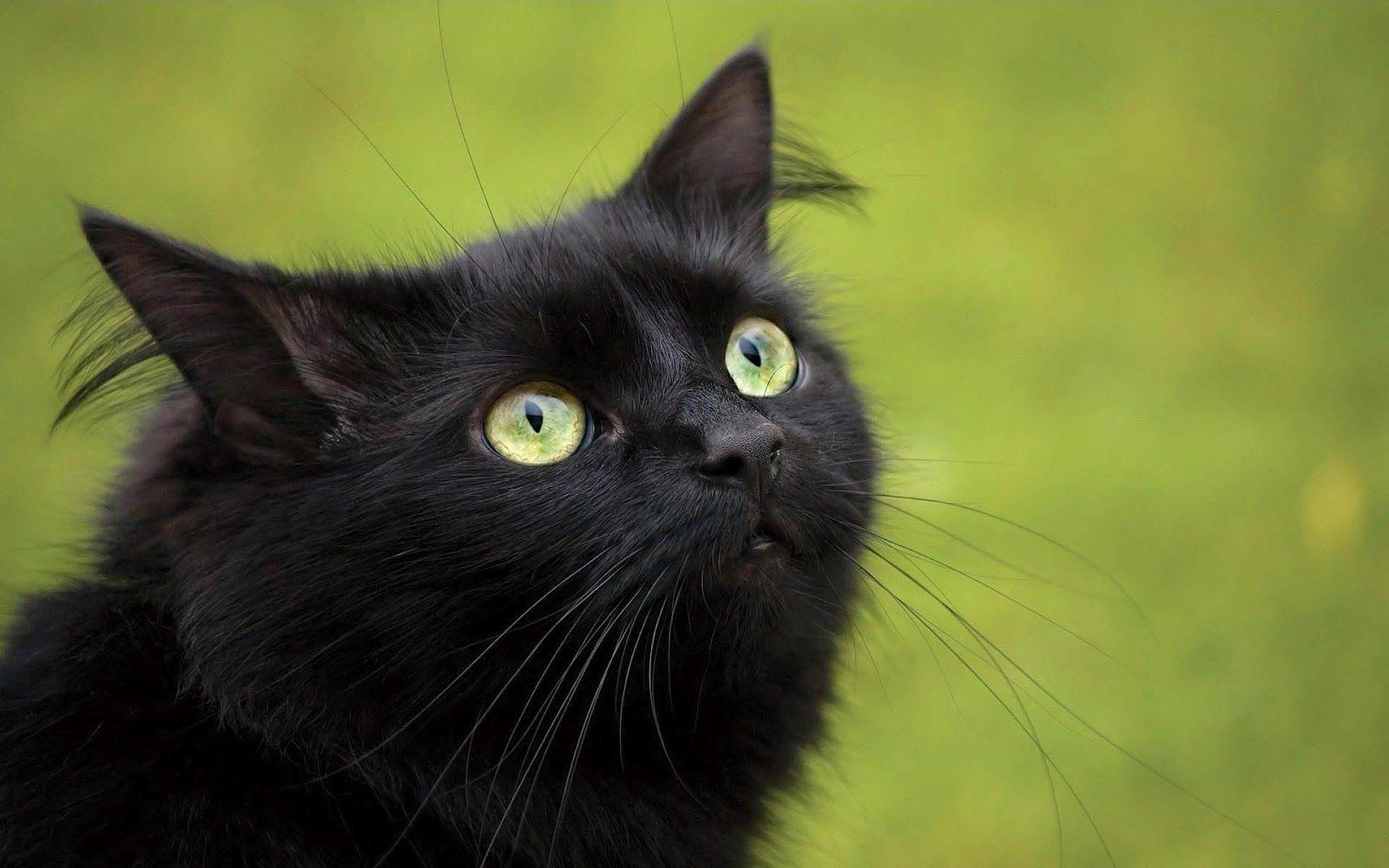 Black and Green Eye Logo - Black Cat Eyes Wallpaper - kitty-whisperer.com