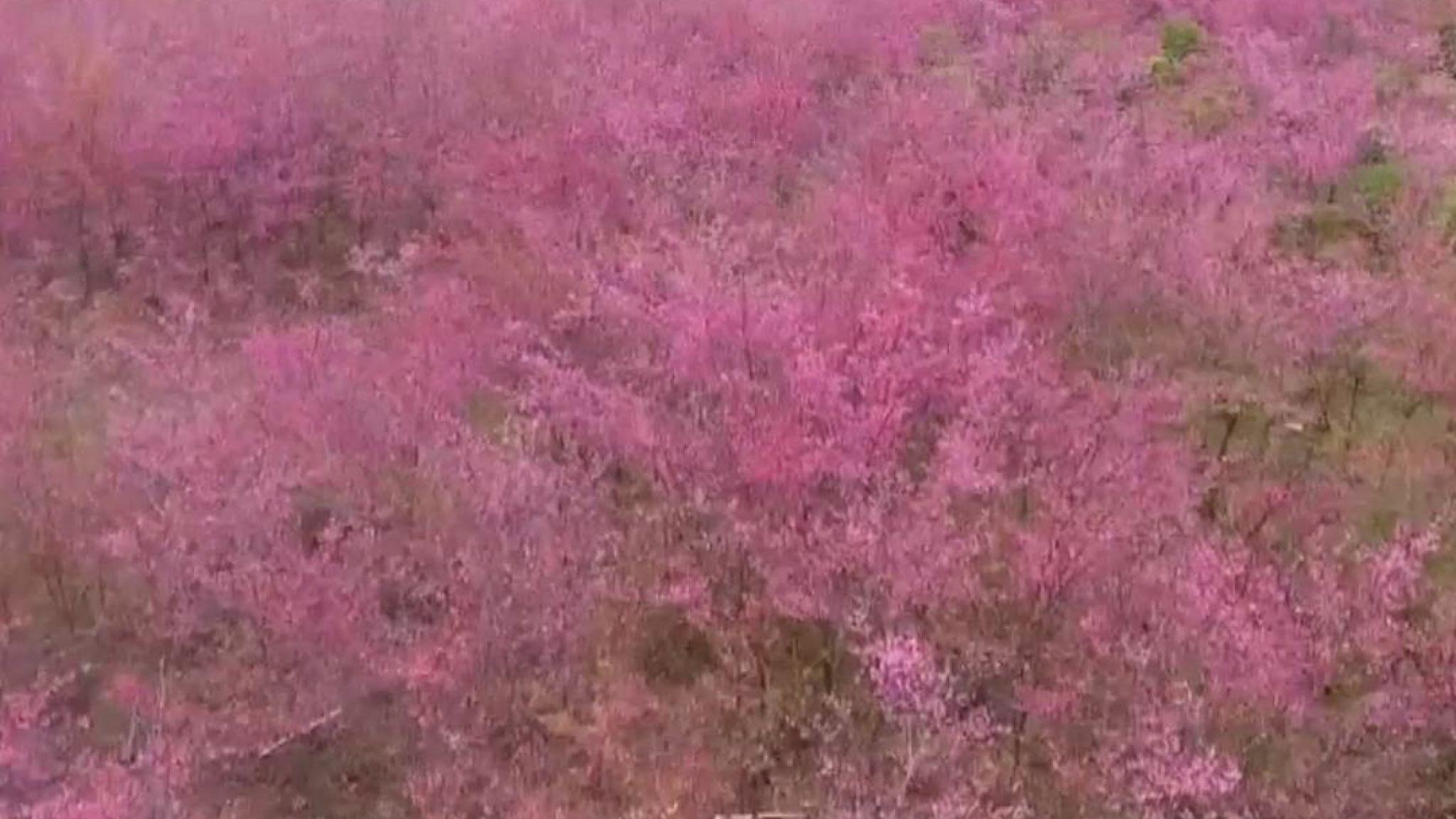 2048X1152 Purple Supreme Logo - Cherry trees bring splash of colour to China province | World News ...
