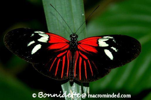 Black and Red Butterfly Logo - Red+Butterfly+Species | Black And Red Butterfly Species Red and ...
