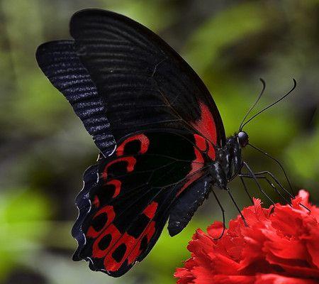 Black and Red Butterfly Logo - Black and Red - Butterflies & Animals Background Wallpapers on ...