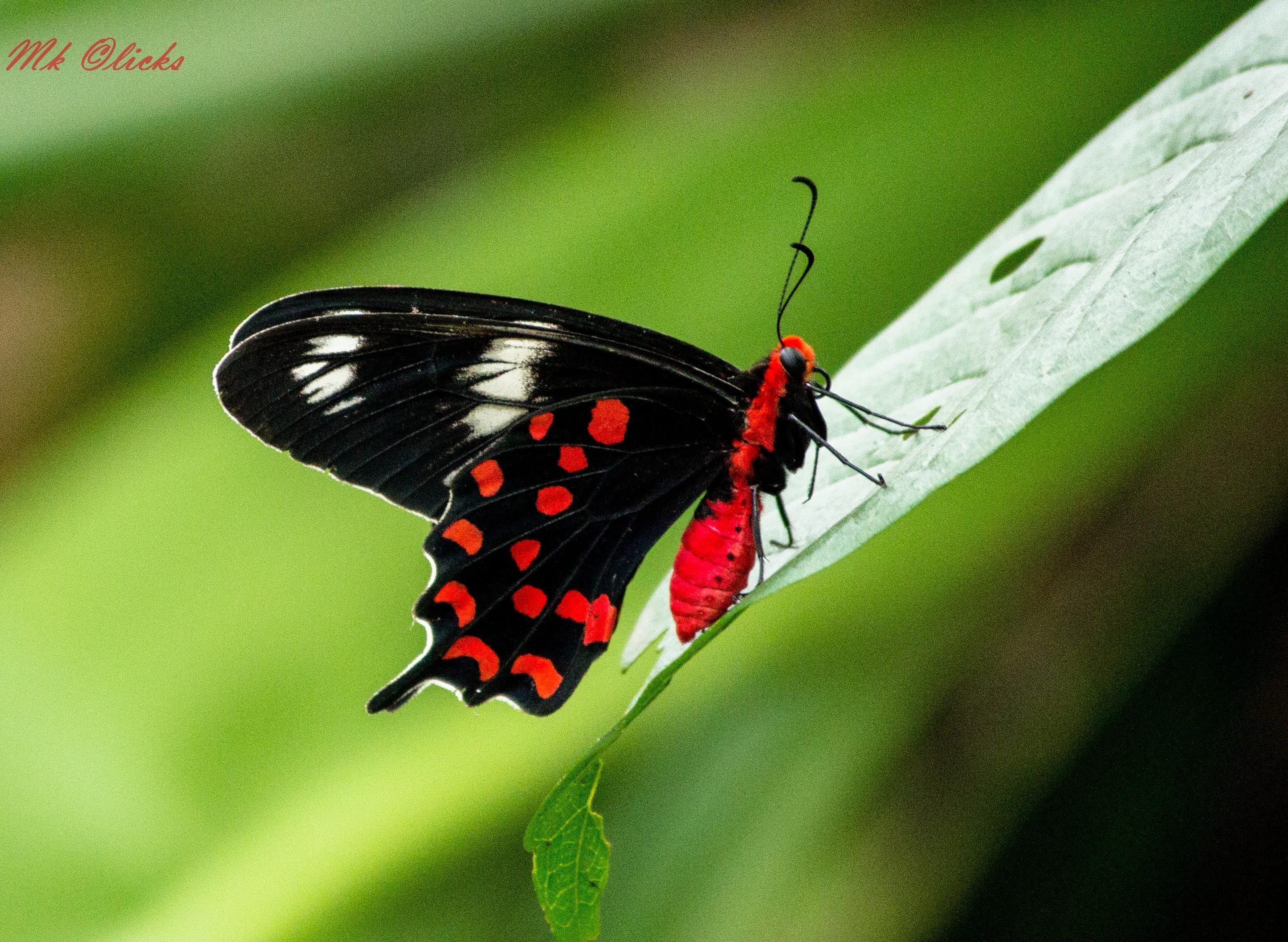 Black and Red Butterfly Logo - File:BLACK RED butterfly.jpg - Wikimedia Commons