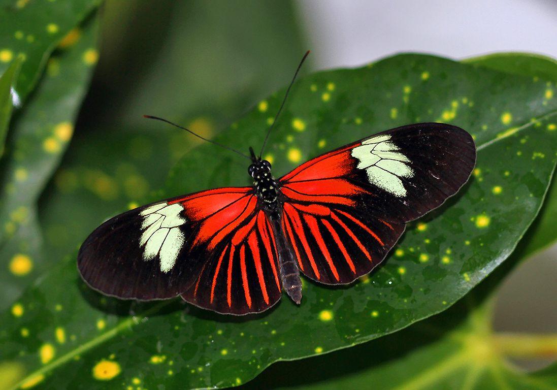 Black and Red Butterfly Logo - Black and Red Butterfly - Photography Forum