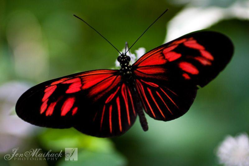 Black and Red Butterfly Logo - Red Butterfly. Holly Piedra's midterm