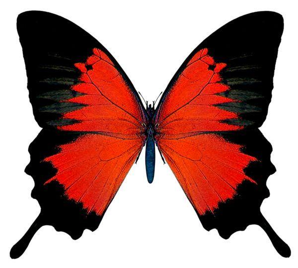 Black and Red Butterfly Logo - Butterflies. Butterfly, Red butterfly