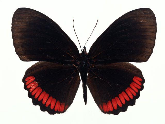 Black and Red Butterfly Logo - Butterfly | Free Stock Photo | A red and black butterfly isolated on ...