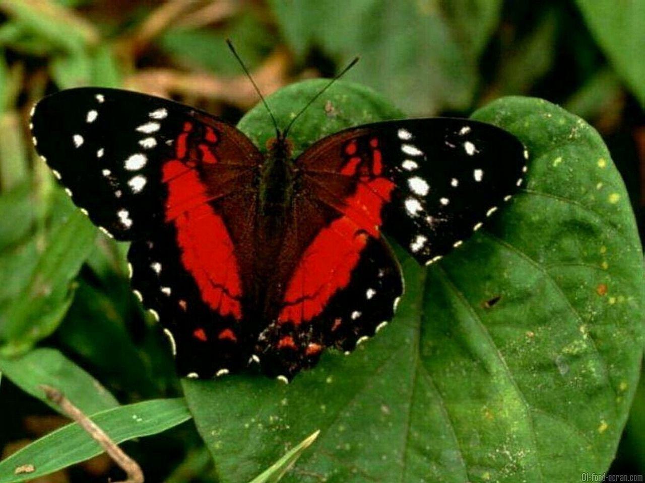 Black and Red Butterfly Logo - Black red butterfly wallpaper | 1280x960 | #11866