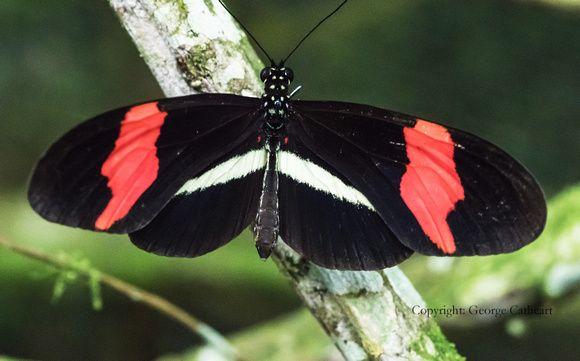 Black and Red Butterfly Logo - Fins Feathers Photo. Butterflies. red white and black