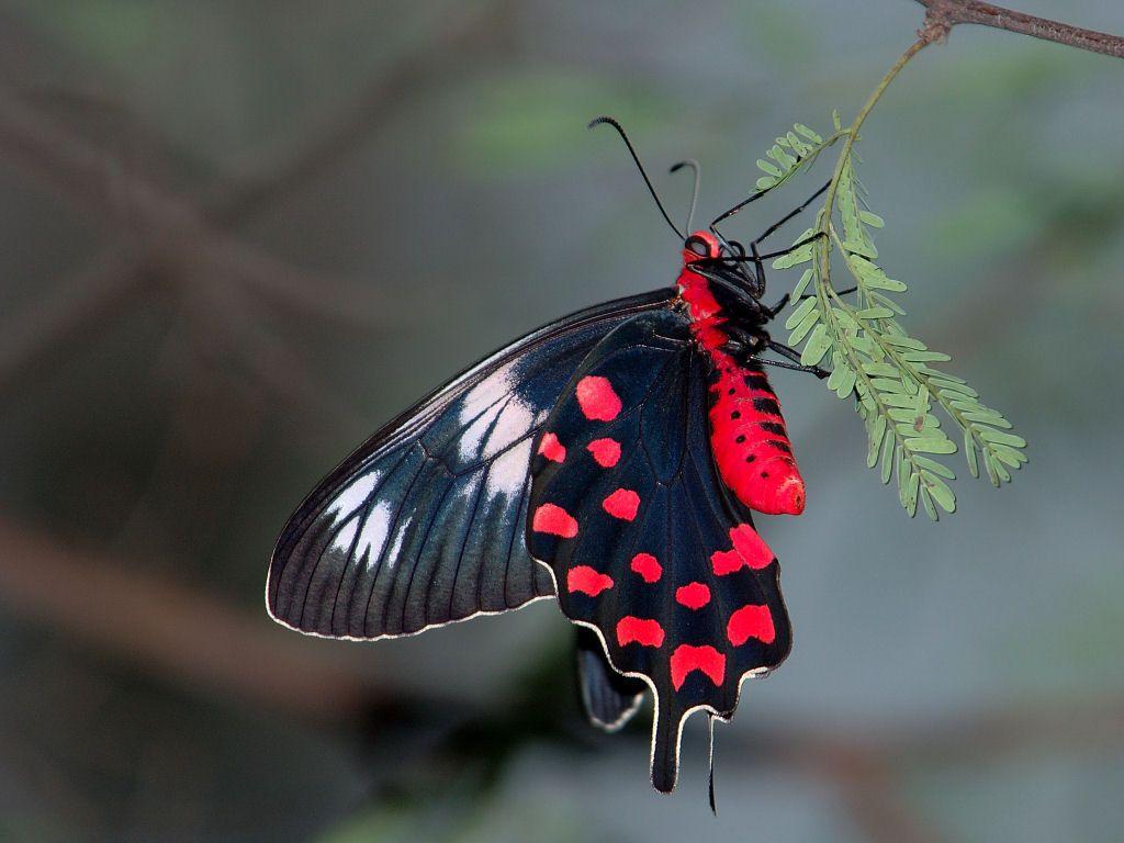 Black and Red Butterfly Logo - Red Bodied Swallowtail