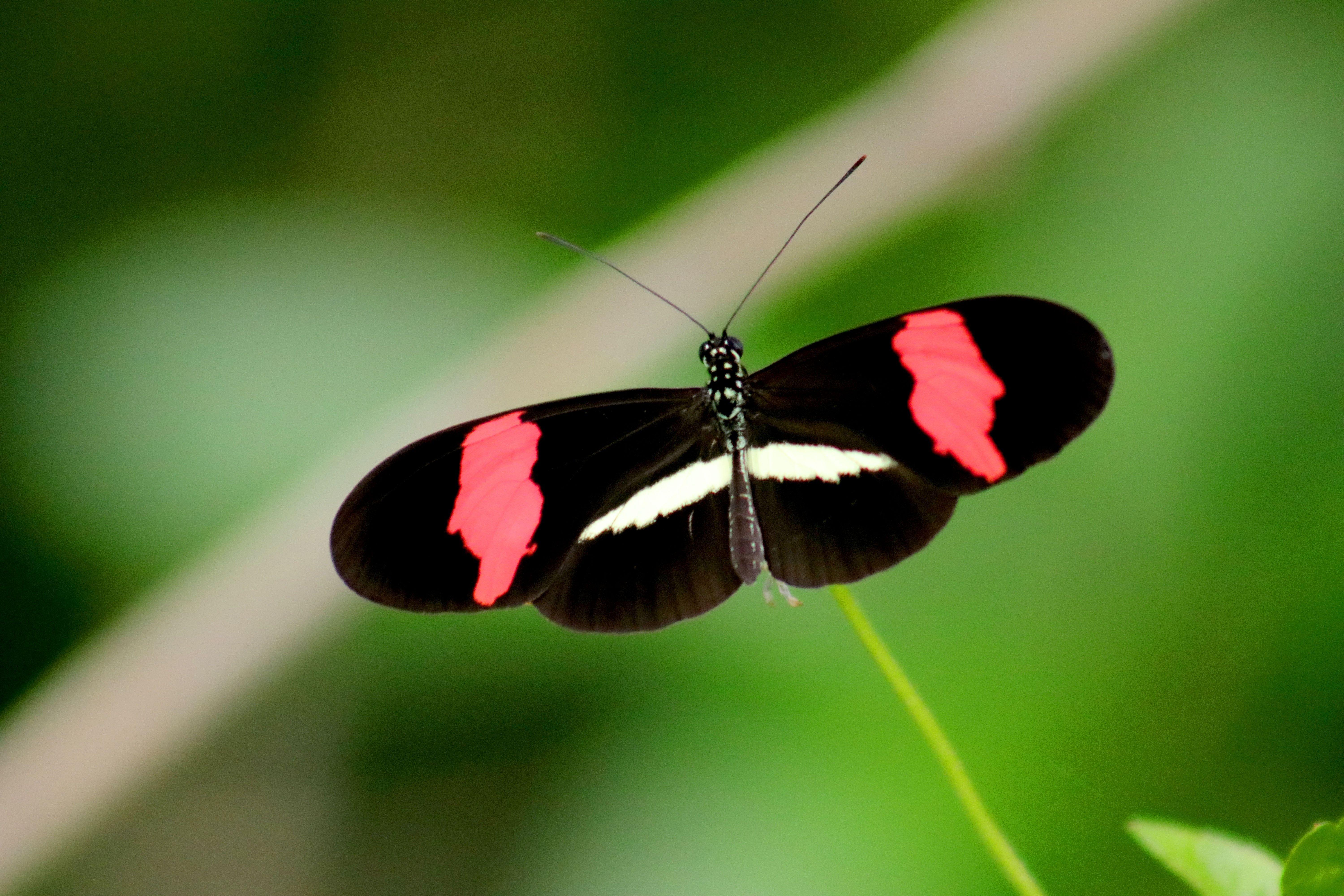 Black and Red Butterfly Logo - Black, Red, and White Butterfly in Closeup Photo · Free Stock Photo